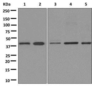 Anti-PAR6 antibody [EPR12378] - N-terminal(AB180159)