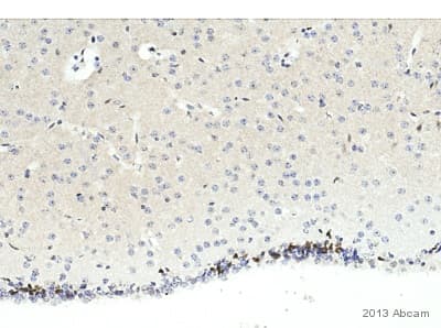 Anti-PCNA antibody(AB18197)
