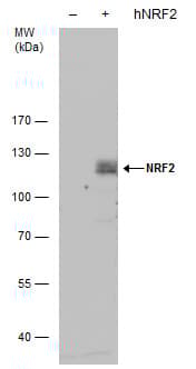 Anti-Nrf2 antibody(AB137550)