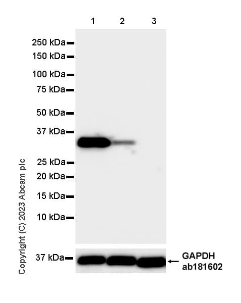 Anti-Aldose reductase antibody [EPR28780-7] - BSA and Azide free(AB316017)