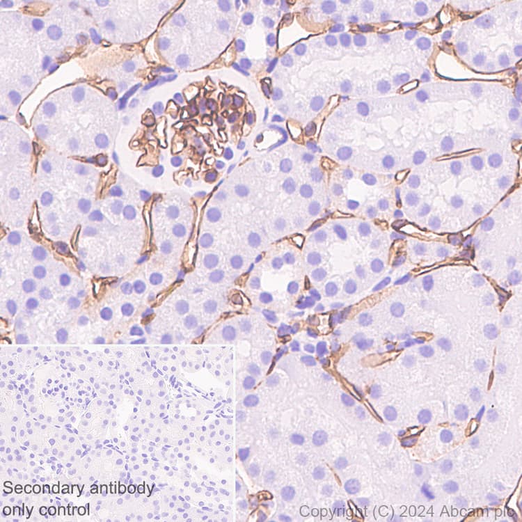 Cd34 Antibody Rm2052 Bsa And Azide Free Ab317589  Immunohistochemistry Formalin Pfa Fixed Paraffin Embedded Sections Img431383