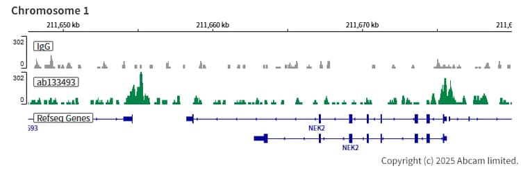 Hdac6 Antibody Epr16982 Ab133493  Chic Cut Run Sequencing Img445800