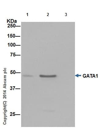 Anti-GATA1 antibody [EPR17362] - ChIP Grade(AB181544)