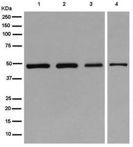 Anti-gamma Tubulin antibody [EPR13872] - Centrosome Marker(AB180595)