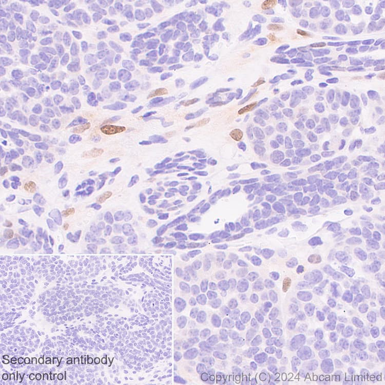 Anti-FGF2 antibody [EPR29019-77] - BSA and Azide free(AB321991)