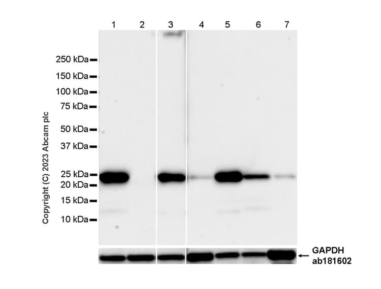 Anti-TMS1/ASC antibody [RM1049](AB309497)