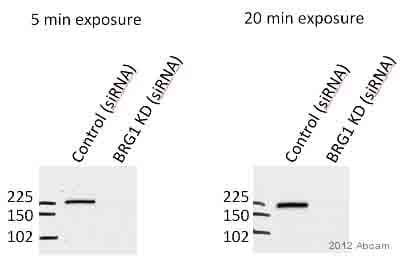 Anti-BRG1 antibody(AB4081)