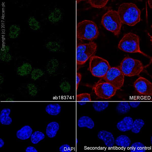 Anti-PHOX2B antibody [EPR14423] - C-terminal(AB183741)