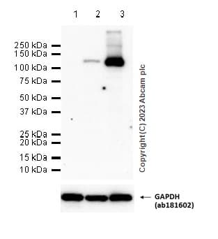 Anti-iNOS antibody [EPR16635](AB178945)