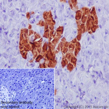 Immunohistochemistry (Formalin/PFA-fixed paraffin-embedded sections) - Anti-GFP antibody [EPR14104] (ab183734)