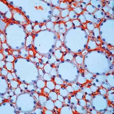 ab2413 staining fibronectin in human kidney tissue section by IHC-P (Formalin/PFA-fixed paraffin embedded tissue sections)