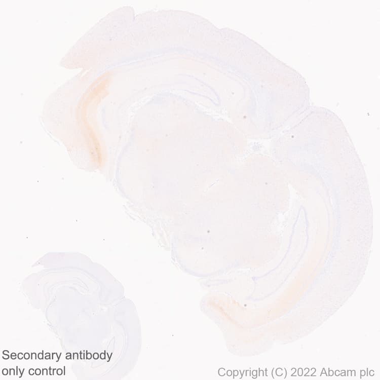 Anti-GluN3A+GluN3B antibody [EPR25287-45](AB302534)