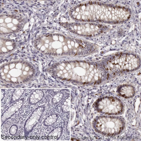 Immunohistochemistry (Formalin/PFA-fixed paraffin-embedded sections) - Goat Anti-Rabbit IgG H&L (HRP) (ab205718)