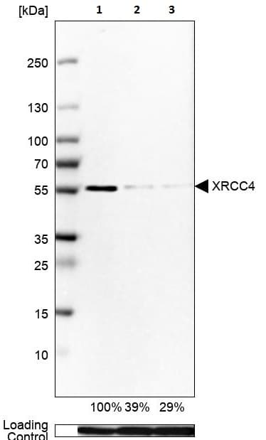 Anti-XRCC4 antibody(AB213729)