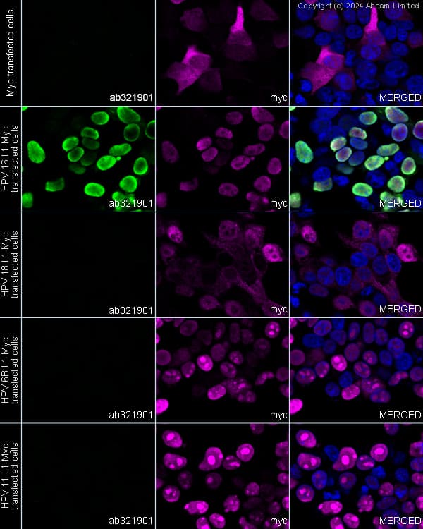 Anti-Myc tag antibody(AB9106)