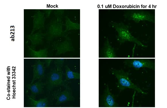 Anti-Rad51 antibody [14B4](AB213)