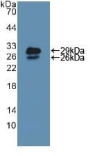 Anti-Pericentrin 1/FROUNT antibody(AB231958)