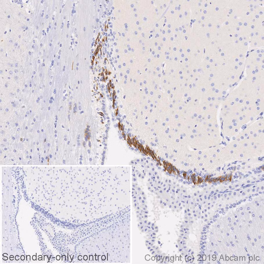 IHC image of ab18723 staining in mouse 8 weeks brain formalin fixed paraffin embedded tissue section, performed on a Leica BONDTM system using the standard protocol F (with no post primary)