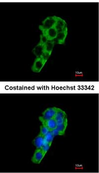 Polymeric Immunoglobulin Receptor Pigr Antibody Ab96196  Immunocytochemistry Immunofluorescence Img19441