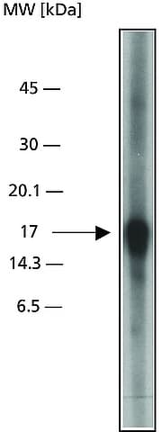 Caspase 3 Antibody Ab49822  Western Blot Img130599