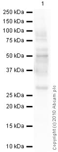 Anti-Aquaporin 1 antibody [1/22](ab9566)