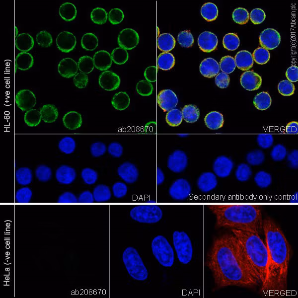 Immunofluorescent analysis of Myeloperoxidase in HL-60 and HeLa cells.