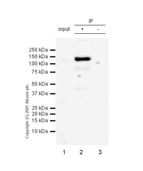 Anti-NLRP3 antibody [RM1021](AB283819)