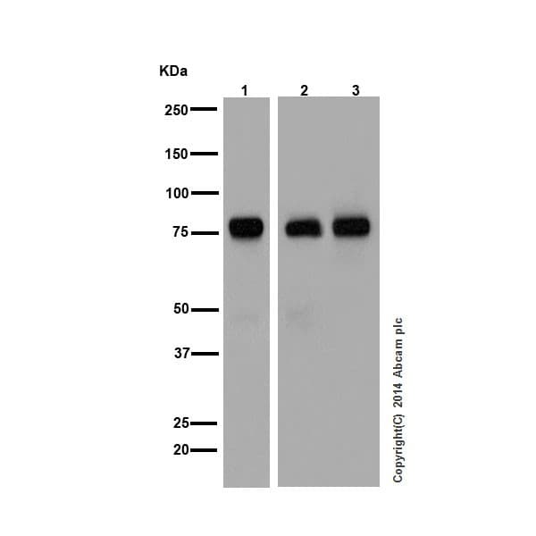 Pkc Antibody Epr16898 Ab179522  Western Blot Img21928