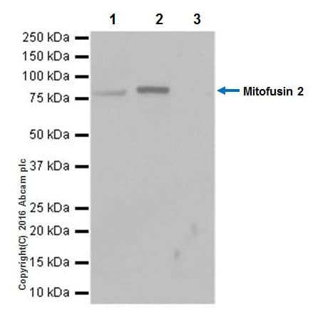 Anti-Mitofusin 2 antibody [EPR19796] - BSA and Azide free(AB251422)