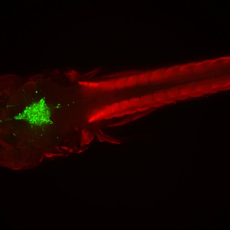ImageXpress Micro Confocal Imaging System Danaher Life Sciences