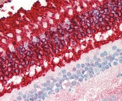 Anti-Rhodopsin antibody [B630](AB230692)