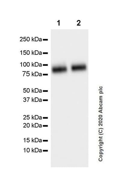 Anti-SV2A antibody [EPR23500-32](AB254351)