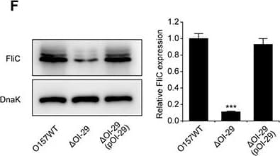 Anti-DnaK antibody [8E2/2](ab69617)