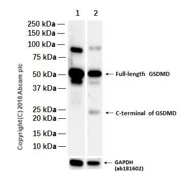 Anti-GSDMD antibody [EPR19829](AB210070)