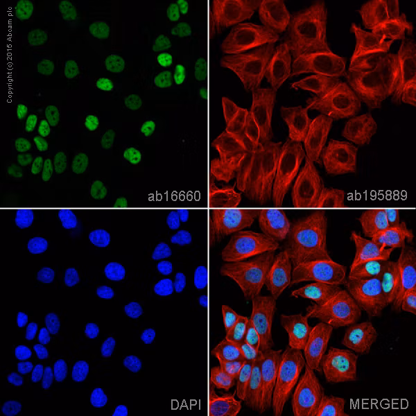Confocal microscopy image showing estrogen receptor alpha (green), alpha Tubulin (red), and nuclear DNA (blue) in MCF7 cells.