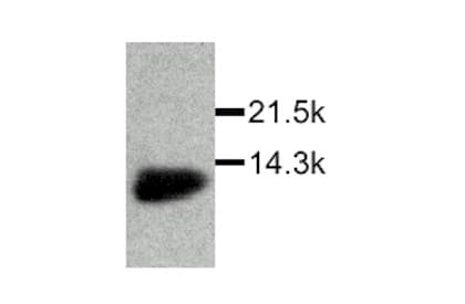 Anti-MIF antibody(AB7207)