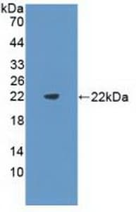 Anti-Flt3 ligand/Flt3L antibody(AB231249)