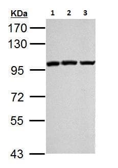 Anti-KMT6 / EZH2 antibody(AB228697)