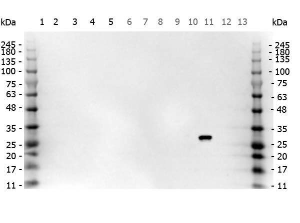 Western blot - Anti-GFP antibody (ab6673) at 1 µg/mL