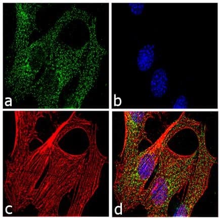 Anti-LXR beta/NER antibody(AB28479)