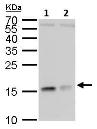 Anti-RPL37 antibody(AB228542)