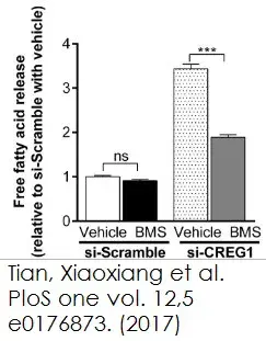 Free Fatty Acid Assay Kit - Quantification(AB65341)