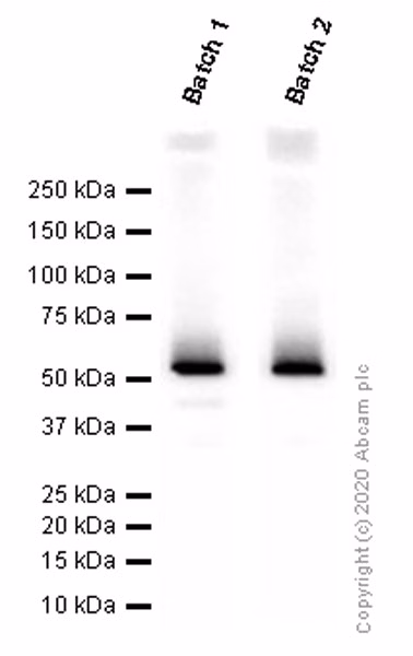All lanes: Western blot - Anti-CD4 antibody [EPR6855] (ab133616) Predicted band size: 51 kDa