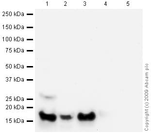 Anti-Histone H2A antibody - ChIP Grade(AB18255)
