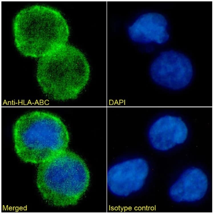 Anti-HLA-ABC Antibody [Bu8](AB316357)