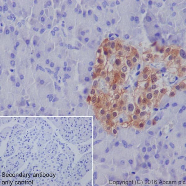 Gda Antibody Epr18751 Ab210606  Immunohistochemistry Formalin Pfa Fixed Paraffin Embedded Sections Img116612