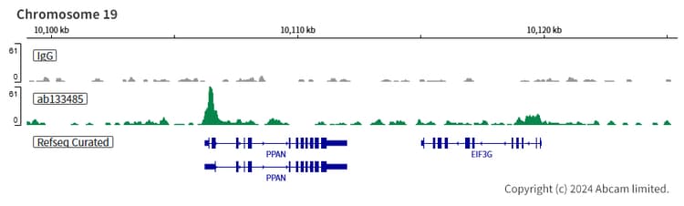 Anti-FLI1 antibody [EPR4646](AB133485)