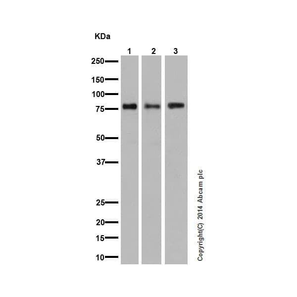 Pkc Antibody Epr16898 Ab179522  Western Blot Img39070