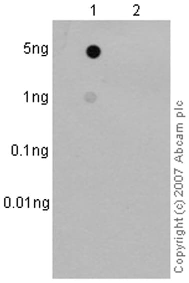 Anti-ErbB2 / HER2 (phospho Y877) antibody [EP2324Y](AB108371)