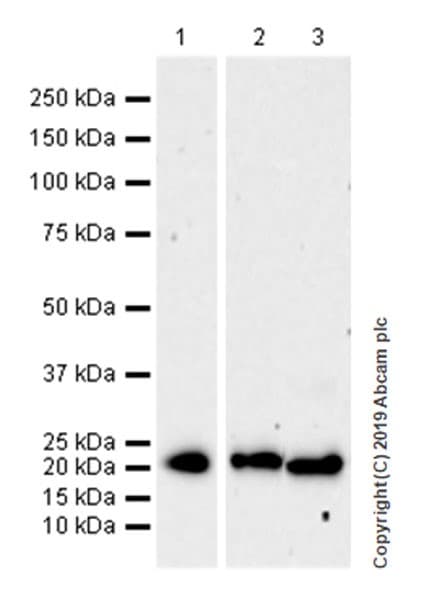 Anti-CD9 antibody [EPR23105-125](AB263019)
